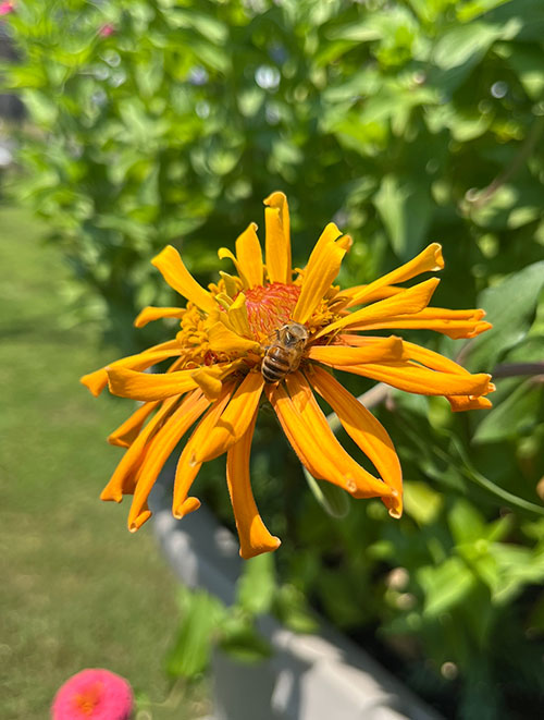 Yellow flower with bee on top